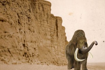 A mammoth found in West Bay