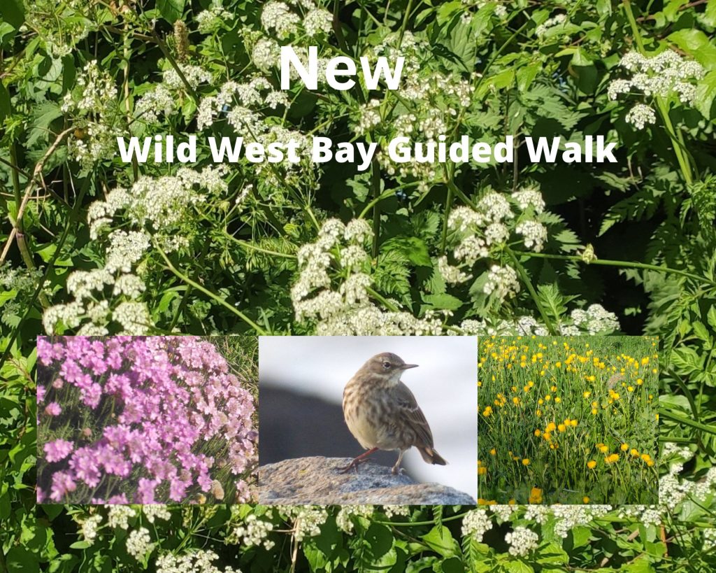 Poster for Wild West Bay guided walk